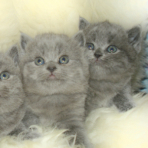 Продам британских котят голубого окраса