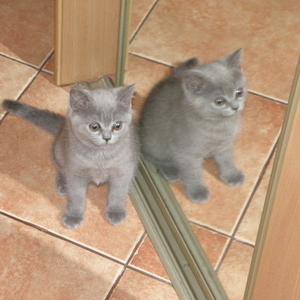 Продаются британские котята (мальчик и девочка)