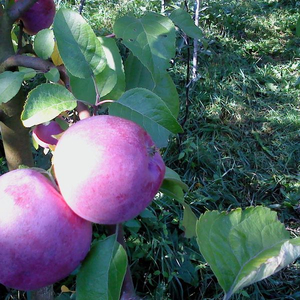 саженцы яблони продаются оптом