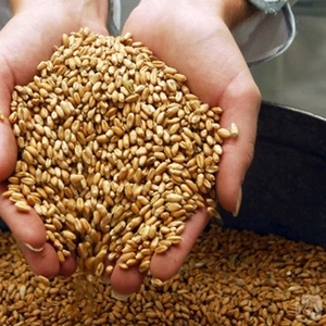 Закупаем зерно фуражное: пшеницу,  ячмень,  тритикале, кукурузу от 200 т