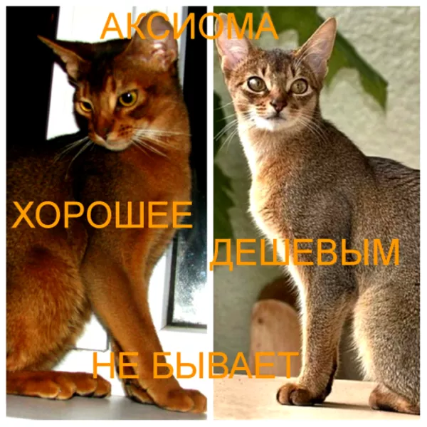Абиссинские котята Питомник абиссинских кошек sunnybunny.by  2