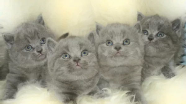 Продам британских котят голубого окраса 2