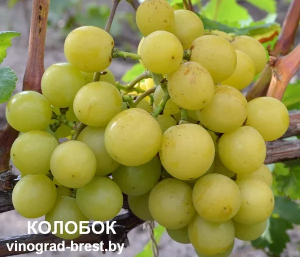 Саженцы винограда из питомника с доставкой 8