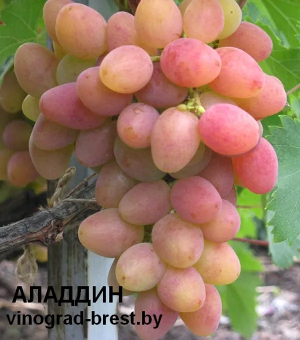 Саженцы винограда из питомника с доставкой 9
