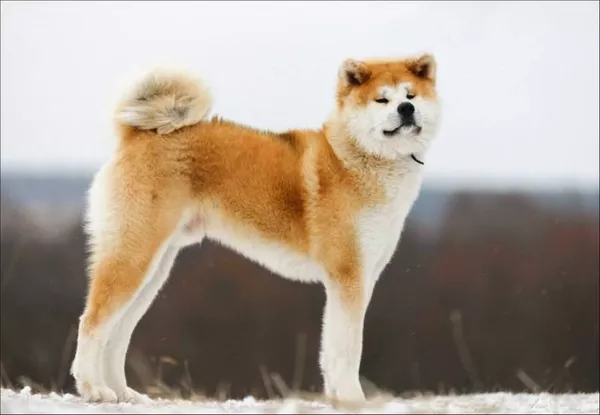 Акита-ину - Собака символа 2018 года