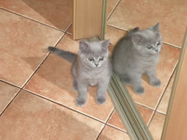 Продаются британские котята (мальчик и девочка)