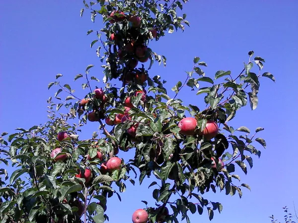 саженцы яблони продаются оптом 4