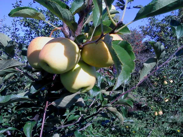 саженцы яблони продаются оптом 6