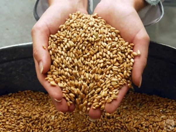 Закупаем зерно фуражное: пшеницу,  ячмень,  тритикале, кукурузу от 200 т